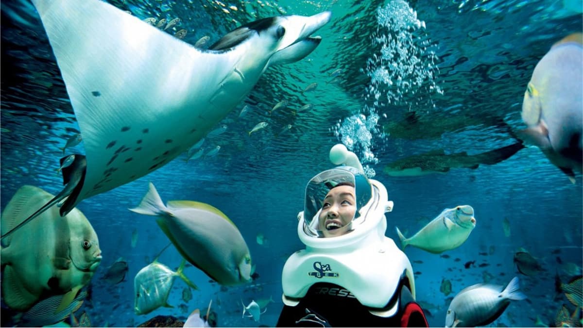 Ultimate Marine Life Experience at Adventure Cove Waterpark