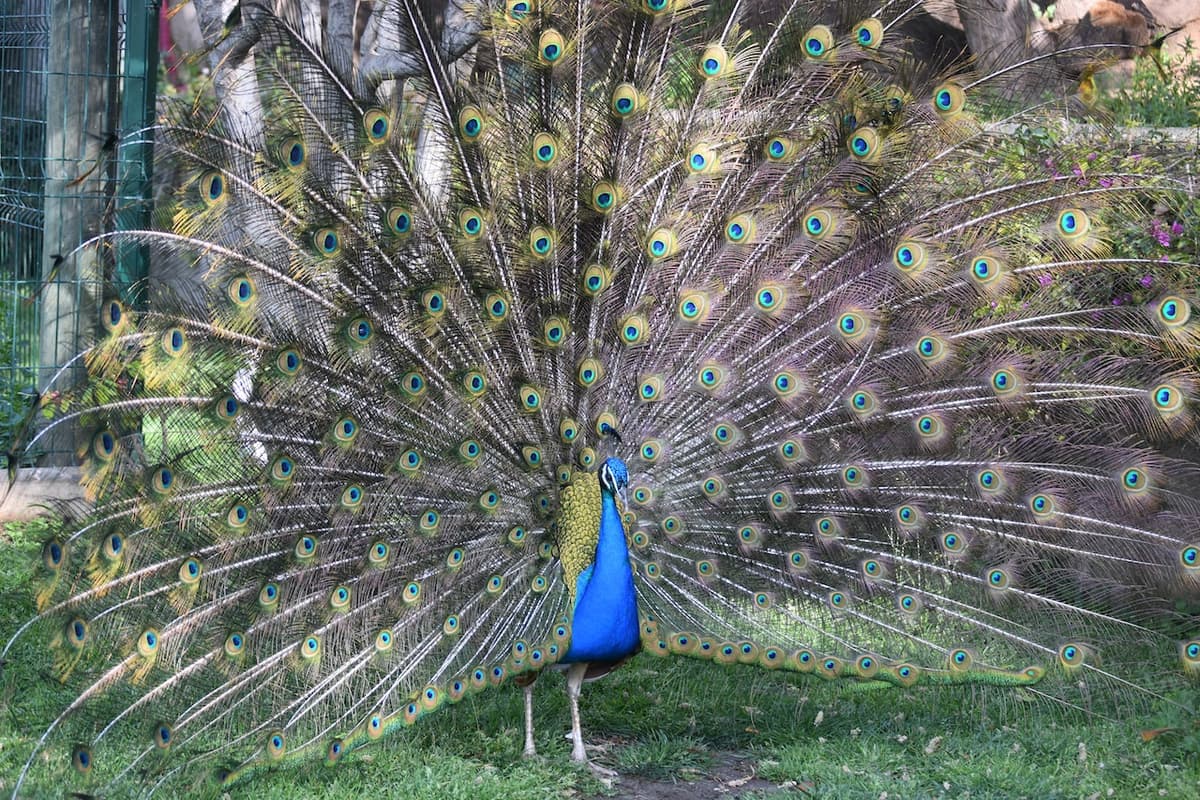 Barcelona Zoo