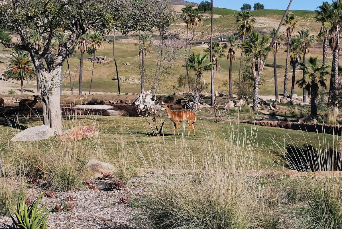 San Diego Zoo Safari Park Ticket