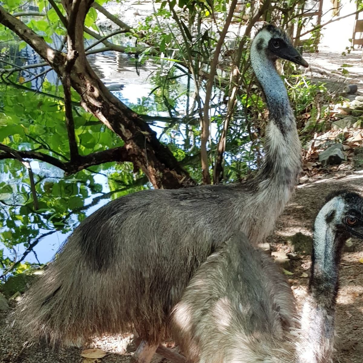 Penang Bird Park