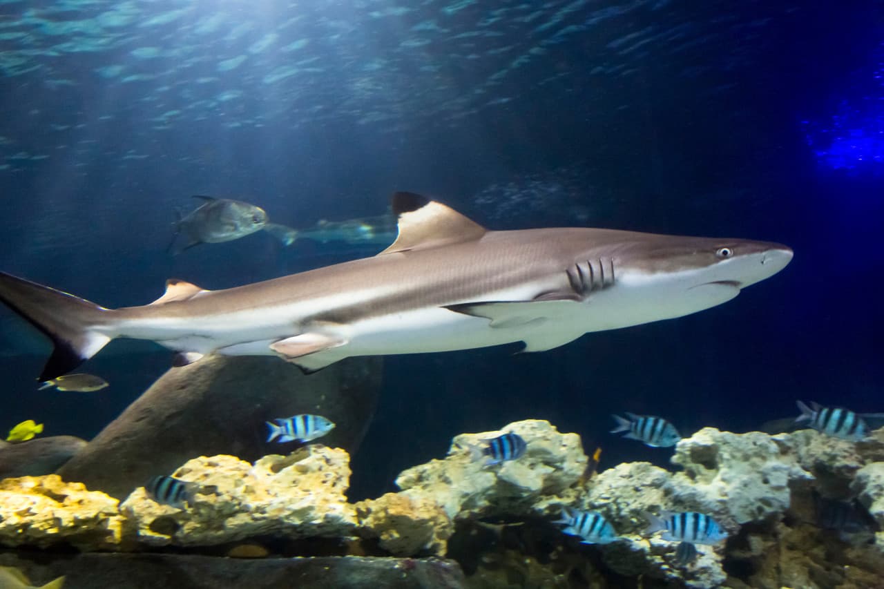 SEA LIFE Hannover Aquarium Ticket