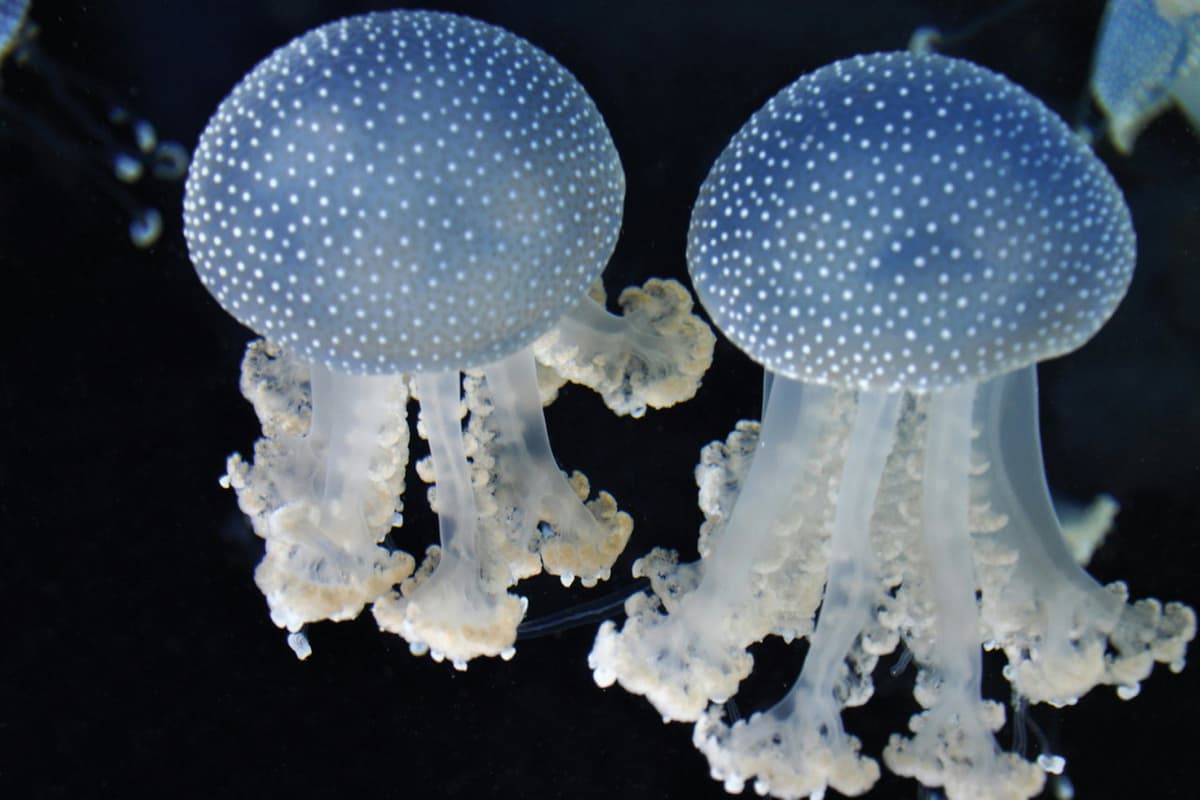 Gardaland SEA LIFE Aquarium Ticket