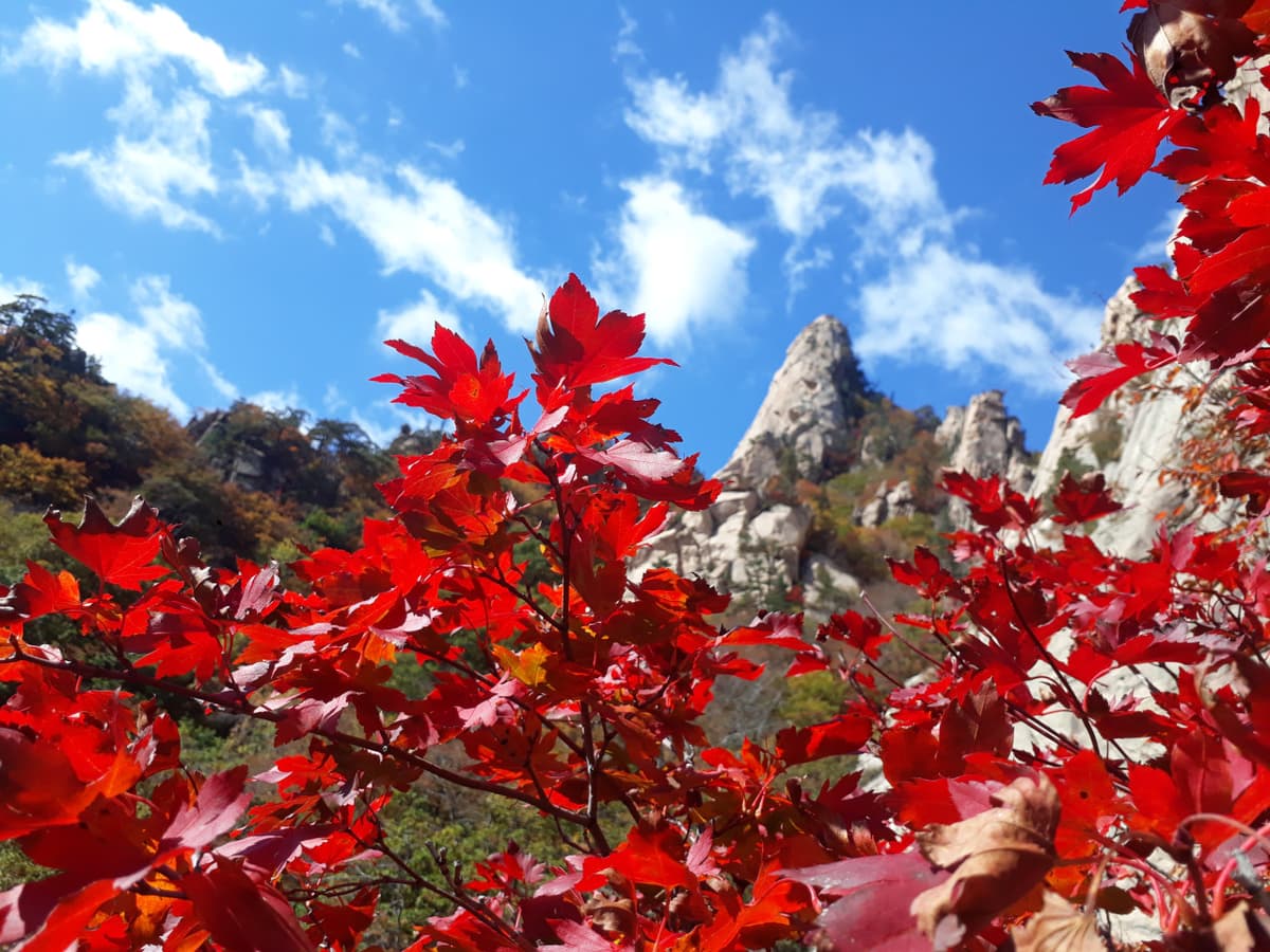 Nami Island, Mount Seorak, and Gapyeong Rail Bike Full-Day Tour from Seoul