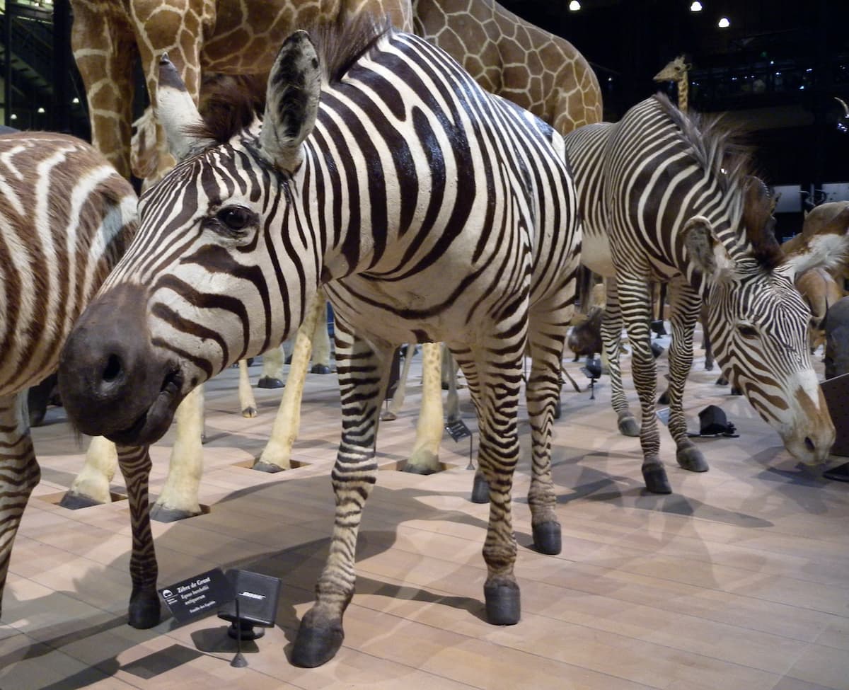 Grande Galerie de l'Évolution: Skip The Line