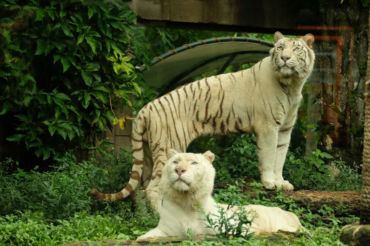 Bali Safari Park Ticket