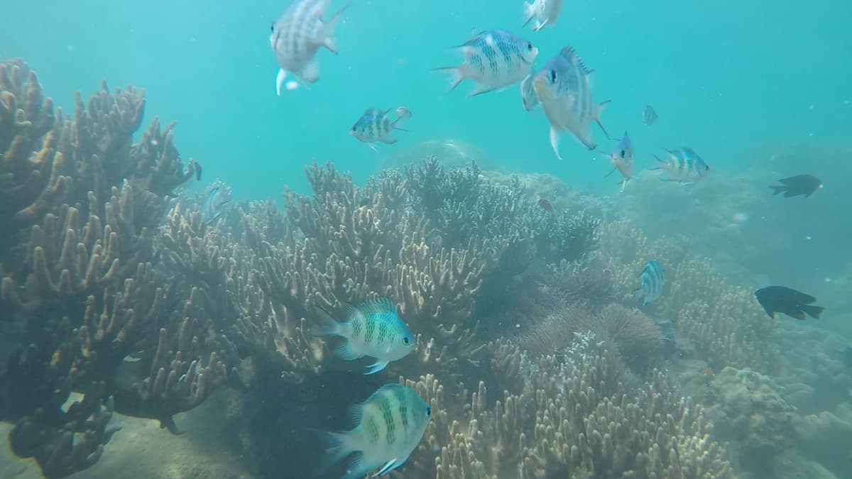 Cham Islands Underwater Walking and Snorkelling Half-Day Tour from Da Nang
