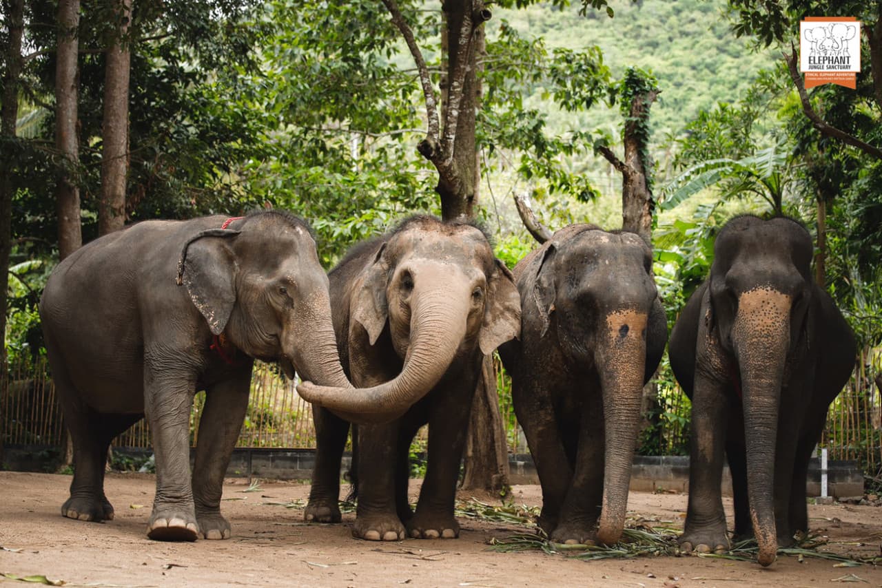 Elephant Jungle Sanctuary Koh Samui