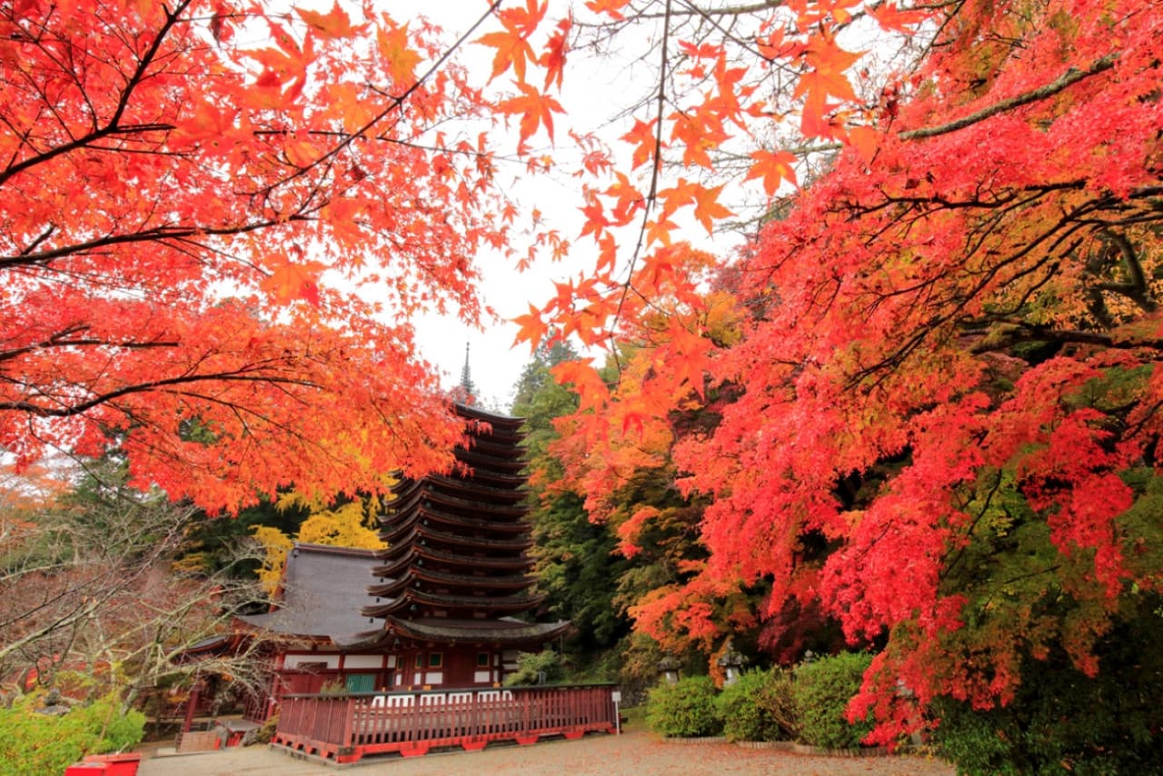 Kintetsu Rail Pass - Train & Bus Pass in Osaka, Nara, Kyoto, Mie (Ise Shima), Nagoya
