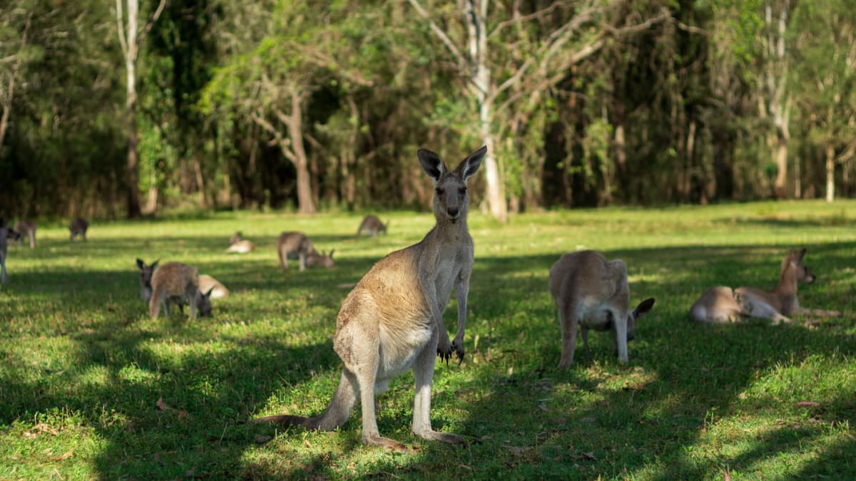 Kangaroos and Koalas Tour with Morning Tea from Gold Coast