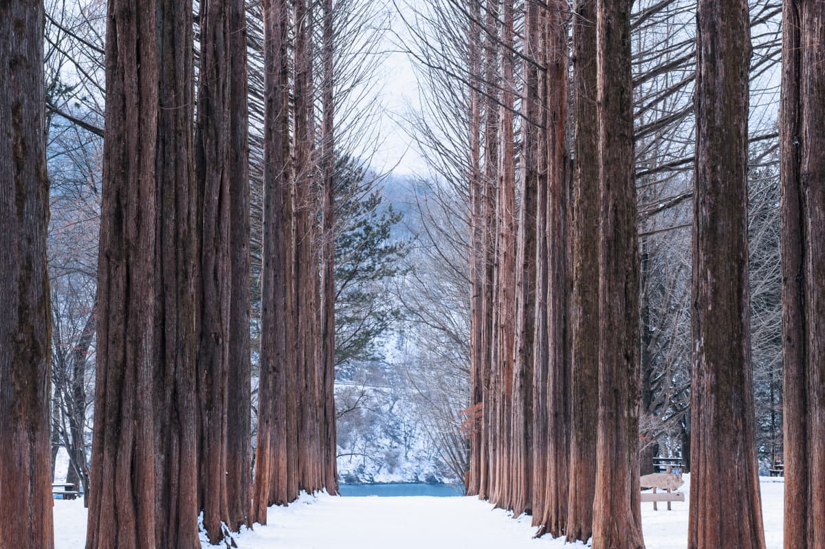 Nami Island and Garden of Morning Calm Tour from Seoul