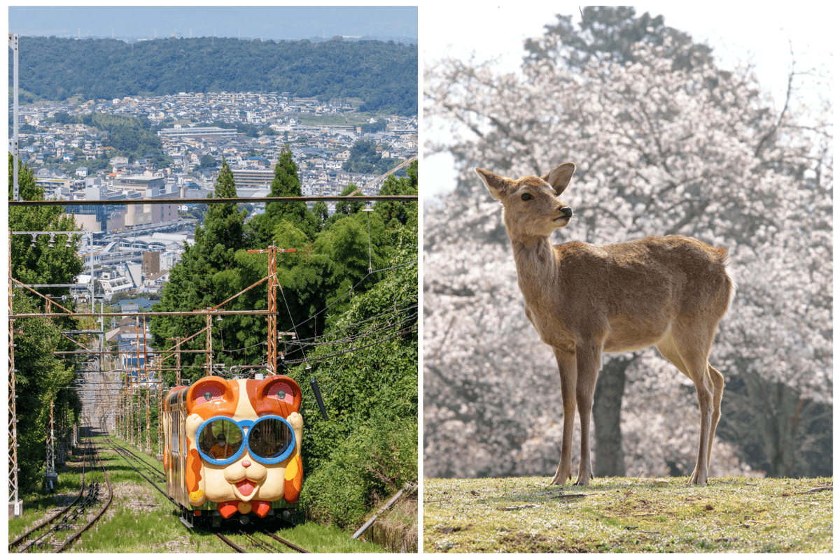 Kintetsu Rail Pass - Train & Bus Pass in Osaka, Nara, Kyoto, Mie (Ise Shima), Nagoya