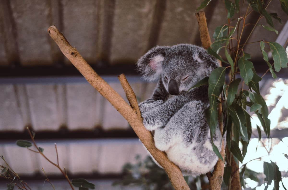 Lone Pine Koala Sanctuary Entry Ticket with Cruise