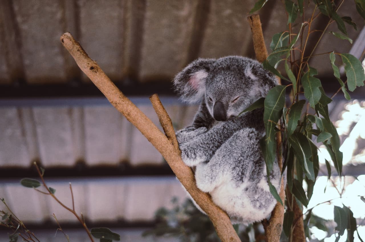 Lone Pine Koala Sanctuary Entry Ticket with Cruise