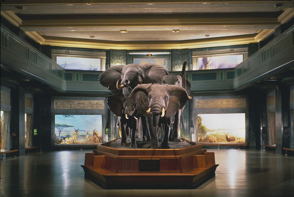 American Museum of Natural History Ticket