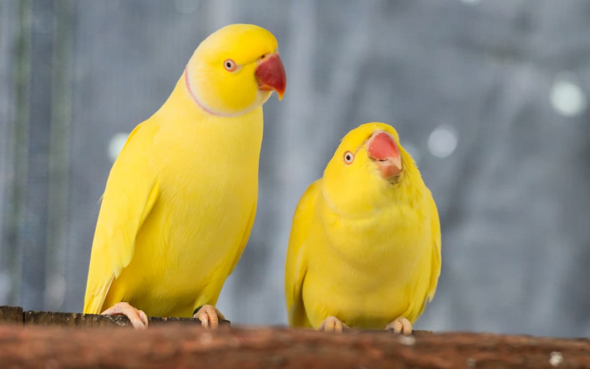 Birdworld Kuranda
