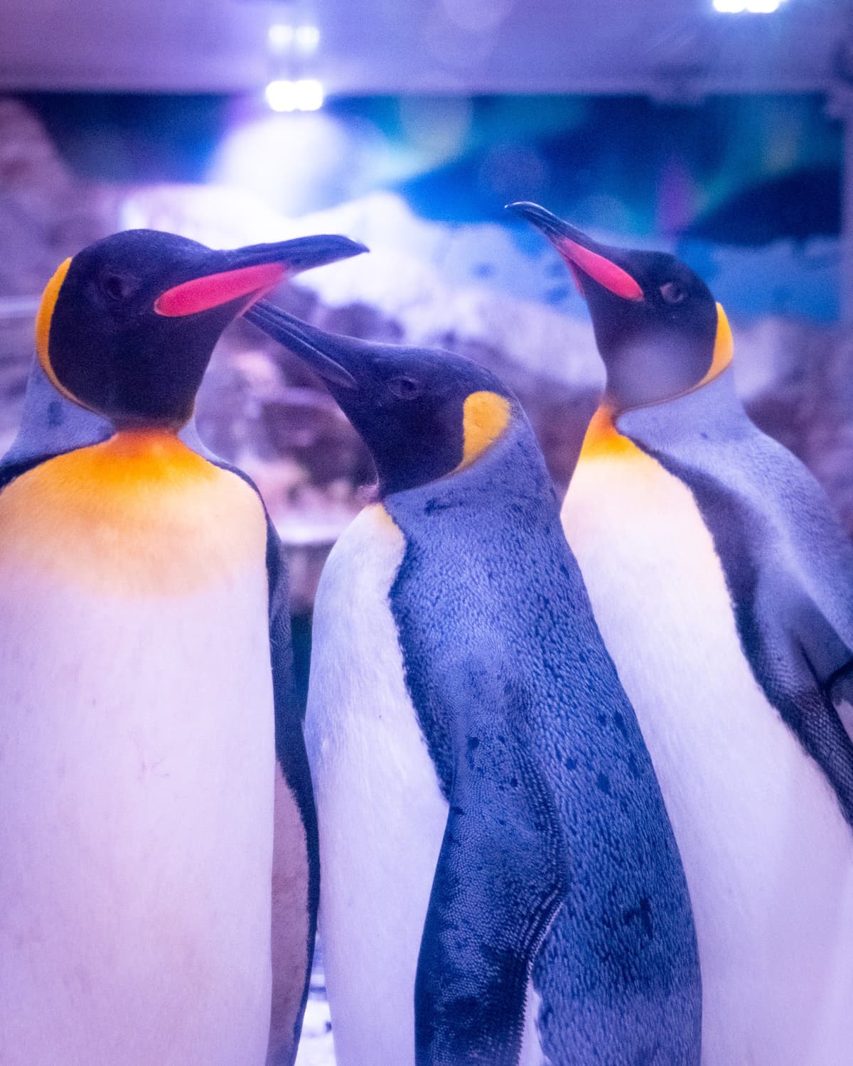 SEA LIFE Paris Aquarium Ticket