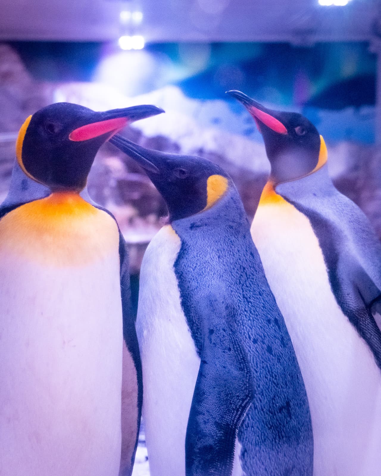 SEA LIFE Paris Aquarium Ticket