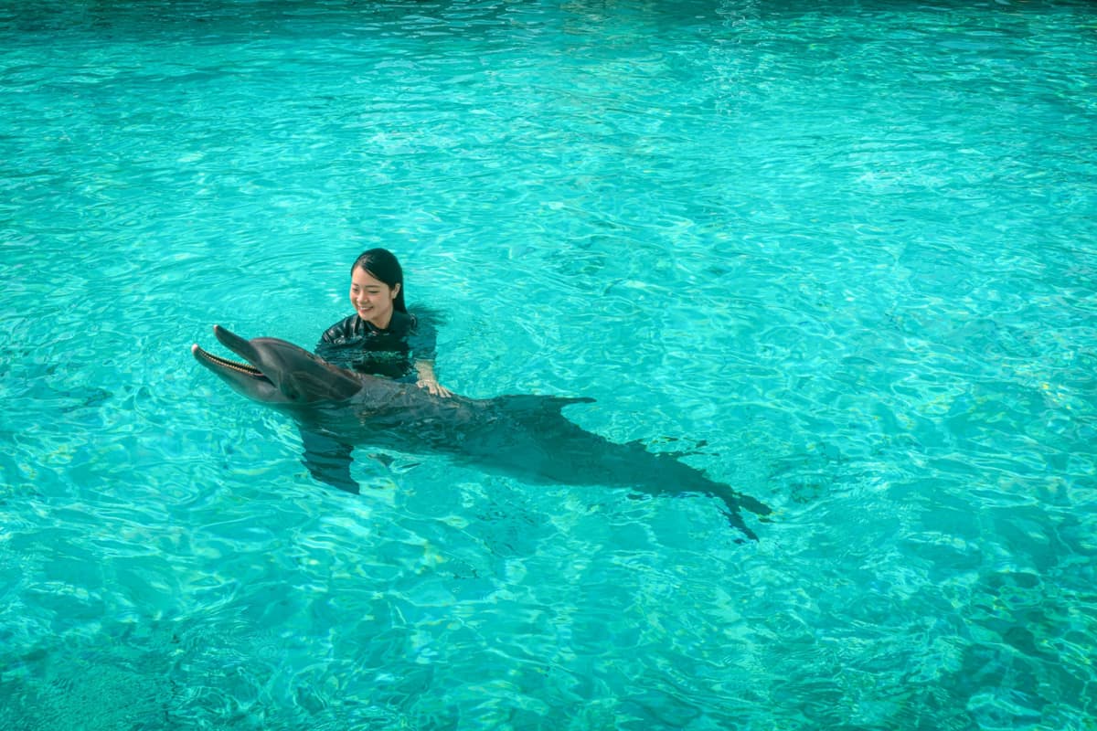 Dolphin Experiences at Marine Mammal Habitat Sentosa