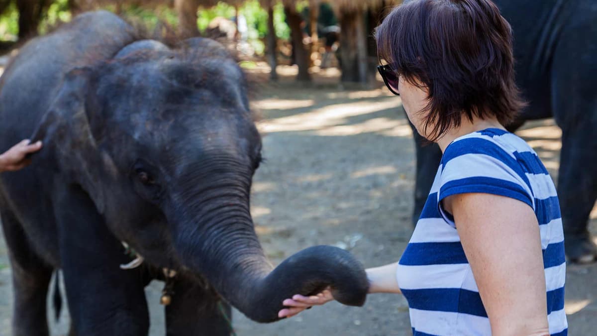 Elephant Jungle Sanctuary Chiang Mai