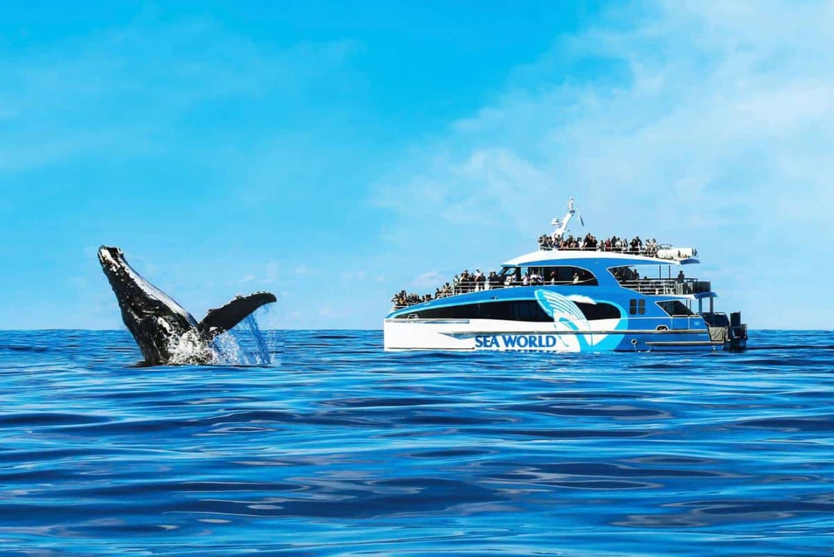 Gold Coast Whale Watching Cruise aboard Sea World Cruises