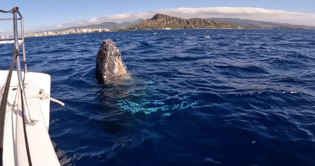Waikiki Private Whale Watching Cruise