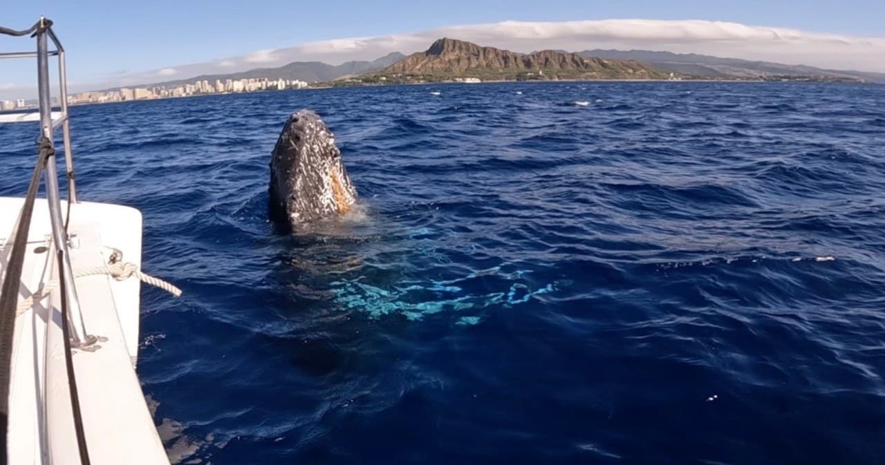 Waikiki Private Whale Watching Cruise