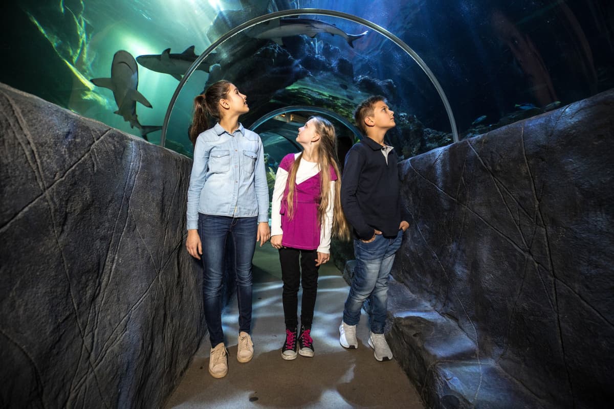 SEA LIFE Munich Aquarium Ticket