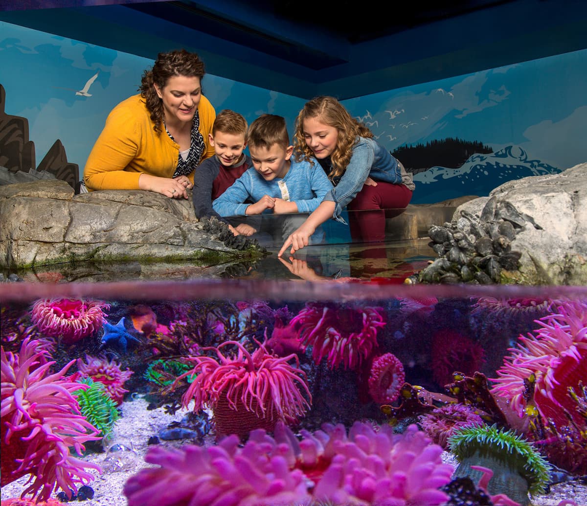 COMBO: The Orlando Eye + SEA LIFE Orlando Aquarium Ticket