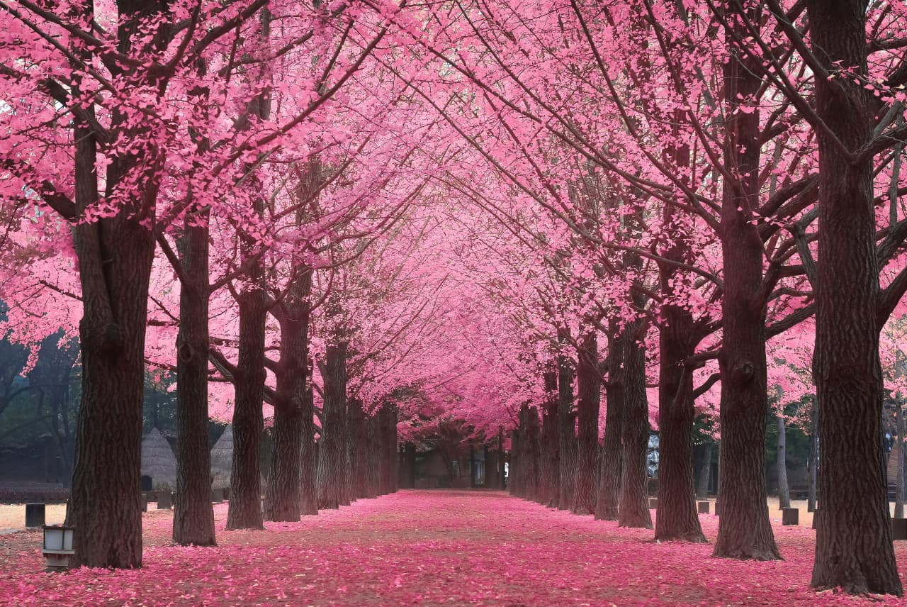 Nami Island, Petite France, Garden of Morning Calm, and Gangchon Rail Bike Tour from Seoul
