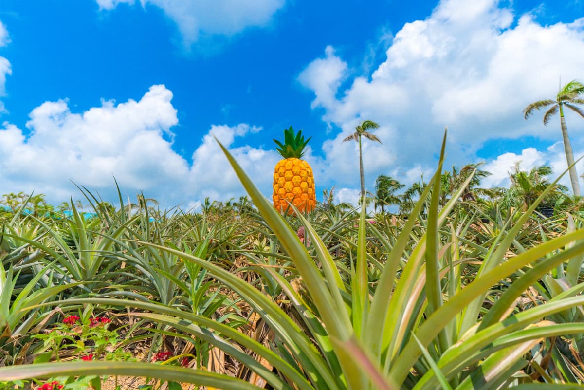 Okinawa Nago Pineapple Park
