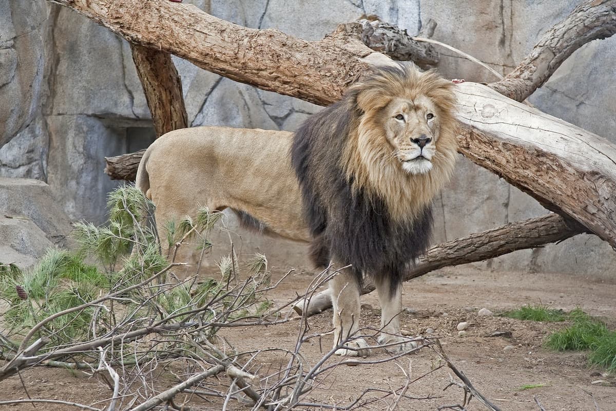 San Diego Zoo