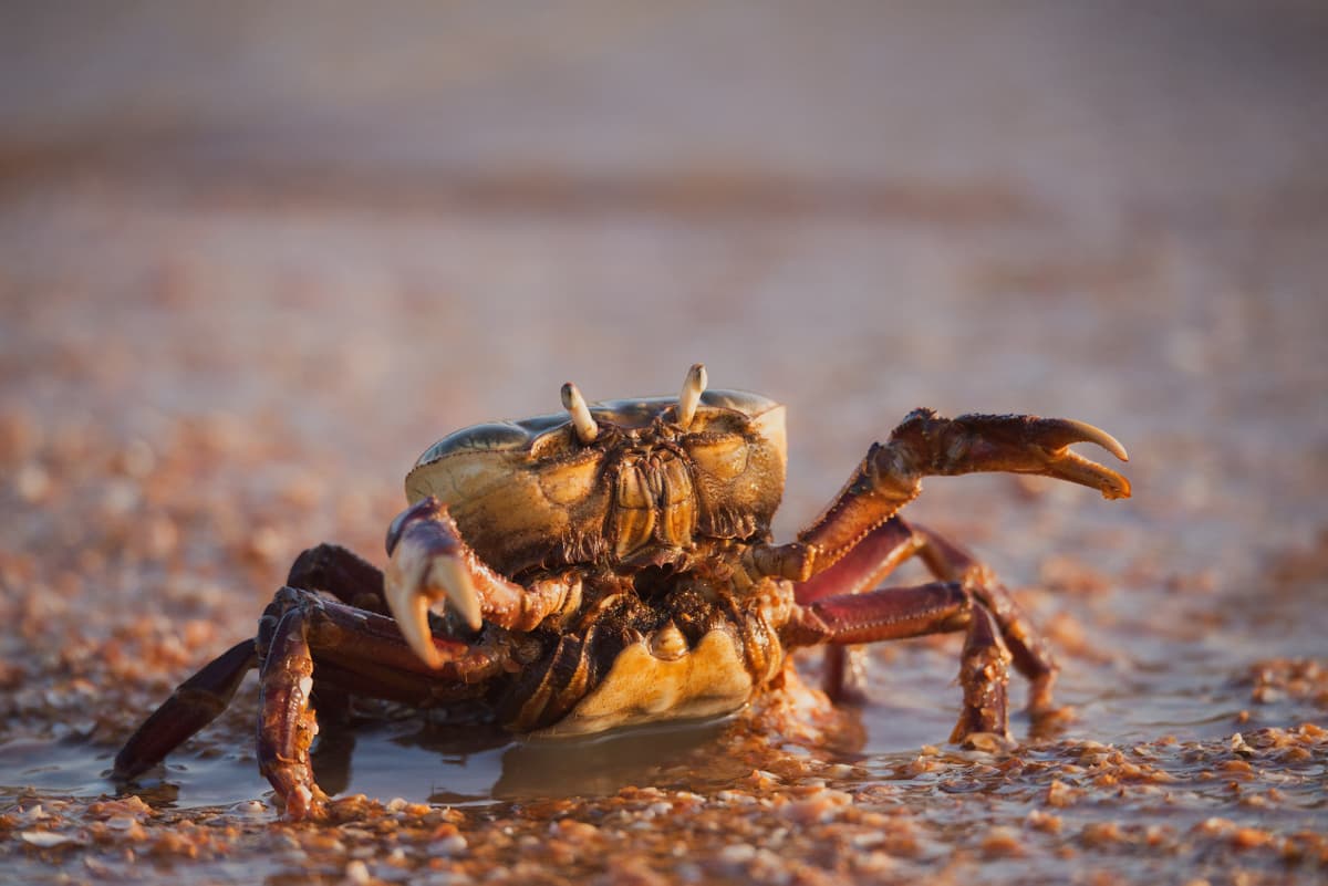 Gold Coast Tour with Crab Catching Lunch Cruise from Brisbane