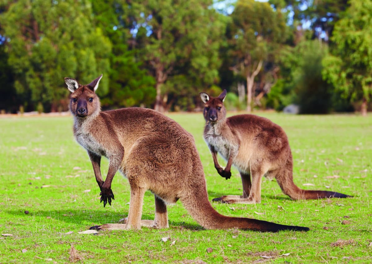 Kangaroo Island Tour from Adelaide