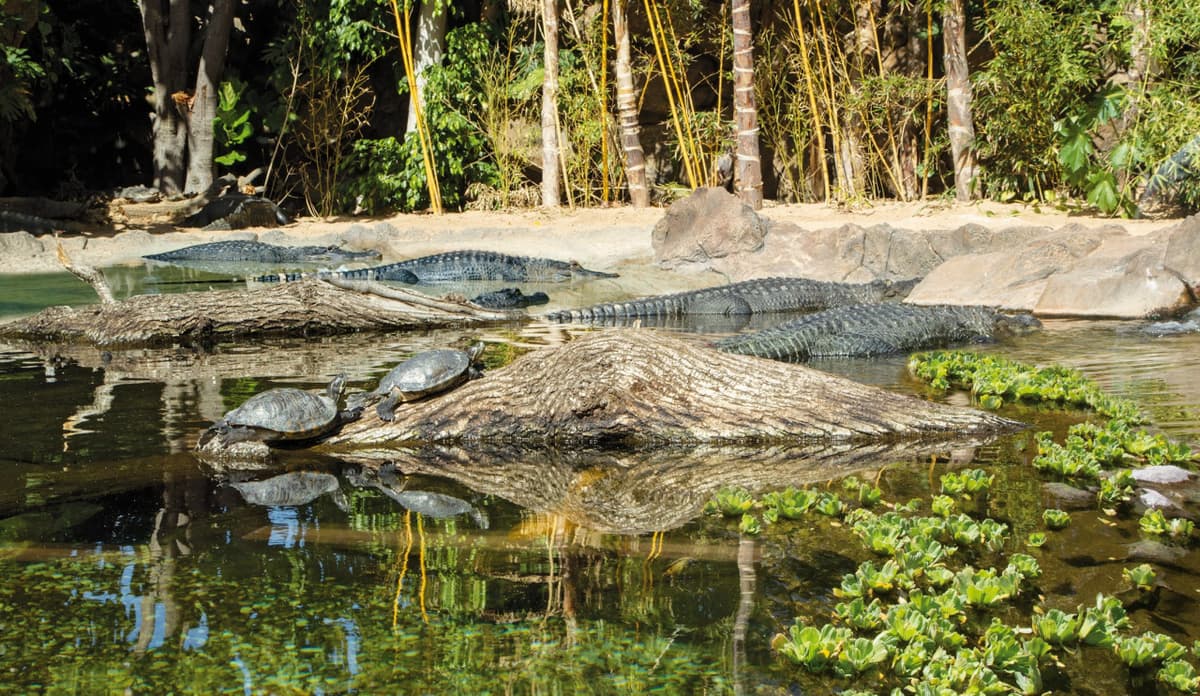 Loro Parque Ticket