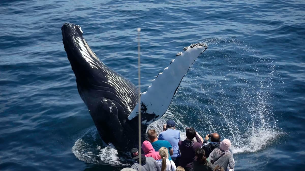 Boston Harbor Whale Watch Cruise