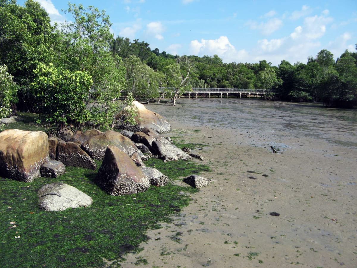 Pulau Ubin Cycling Tour
