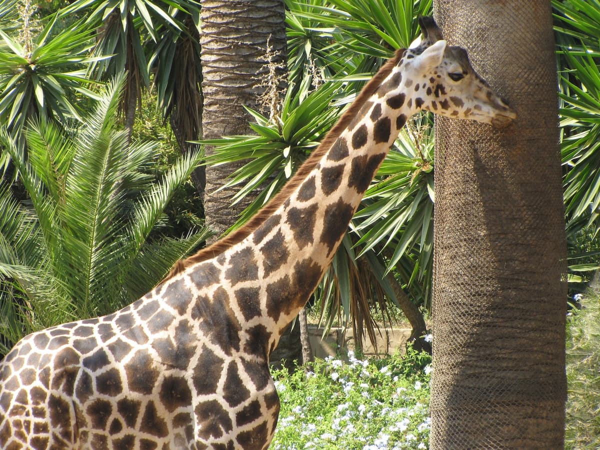 Barcelona Zoo