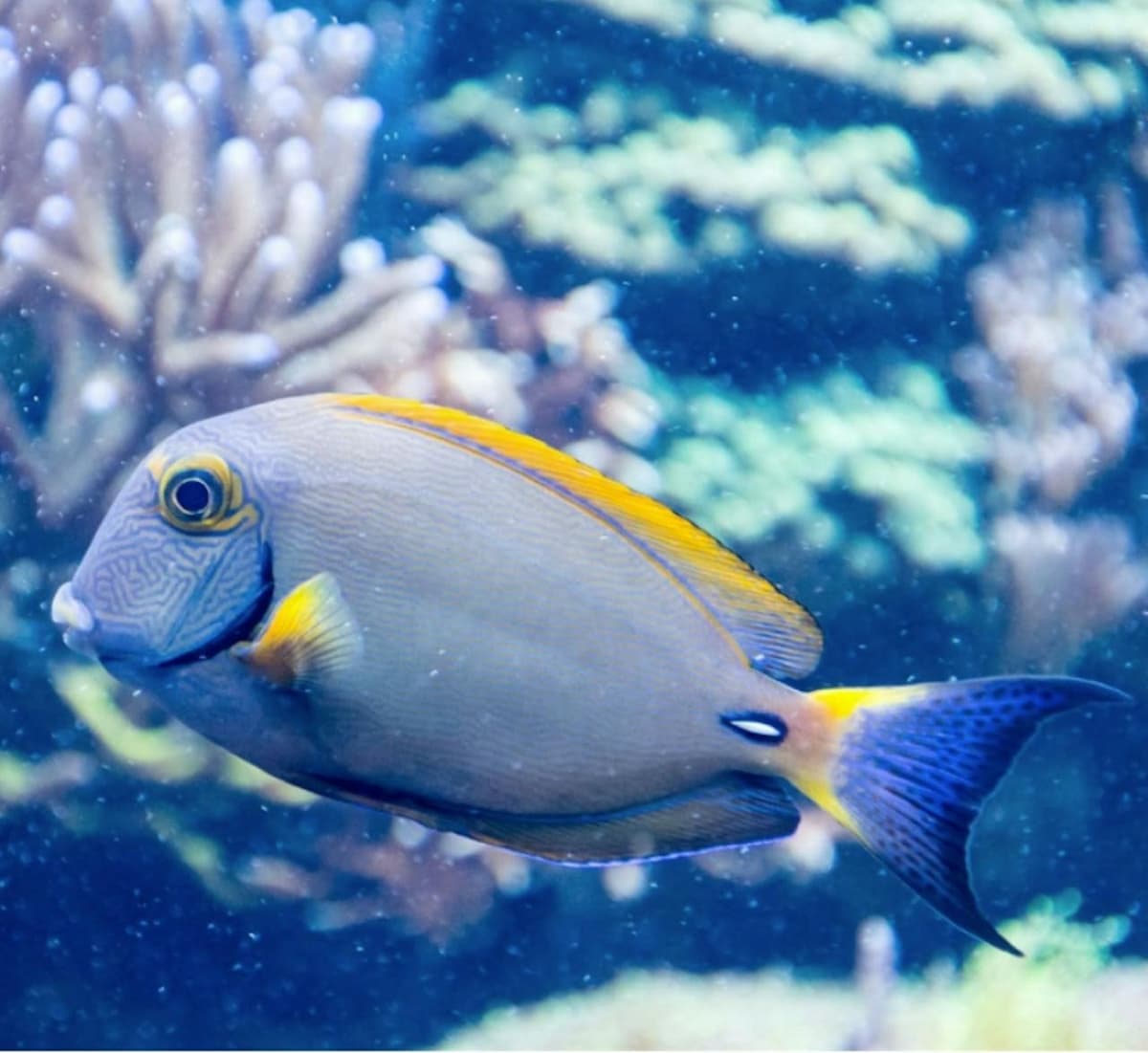 SEA LIFE New Jersey Aquarium Ticket
