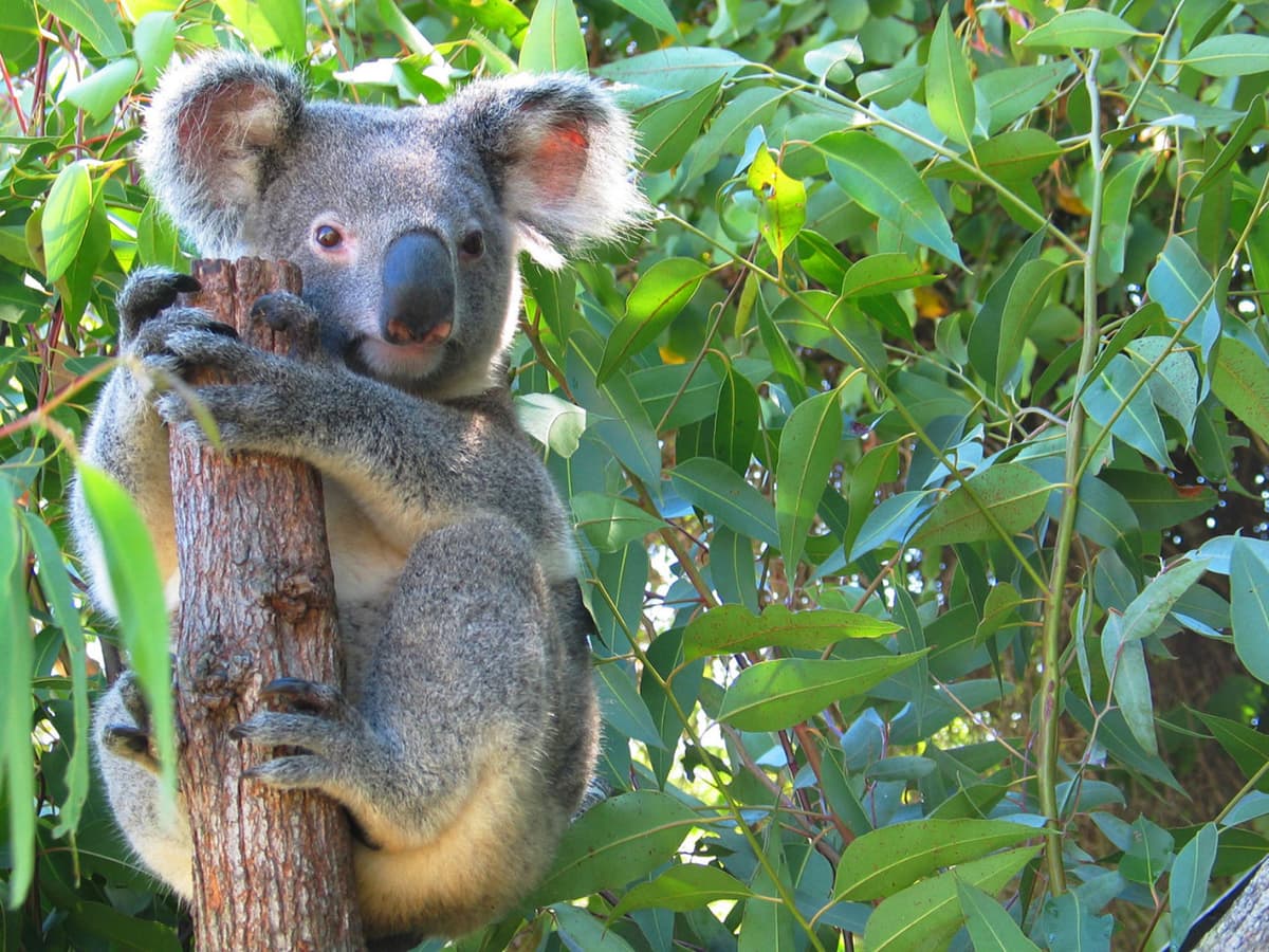 Cape Tribulation and Daintree Wilderness Full-Day Tour