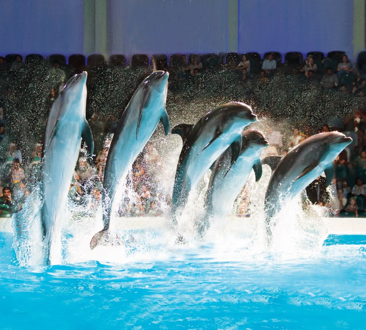 COMBO: Dubai Dolphinarium + Dubai Crocodile Park Tickets