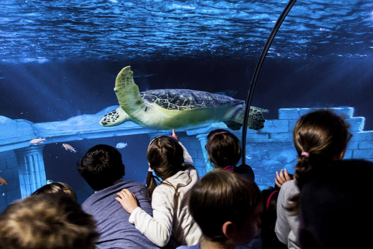 SEA LIFE Porto Ticket