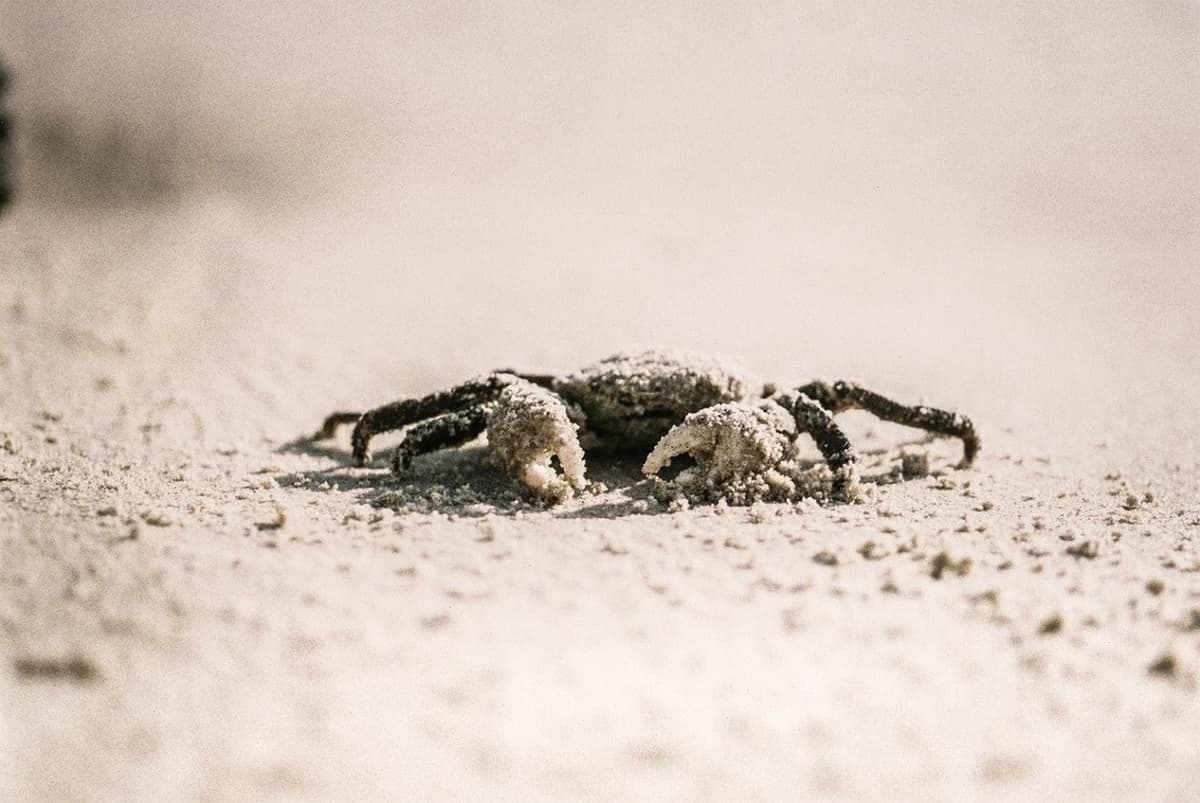 Crab Catching and Gold Coast Broadwater Tour