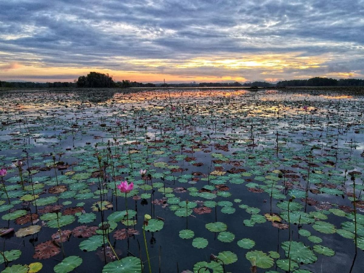 Paya Indah Discovery Wetlands Experience at Gamuda Cove