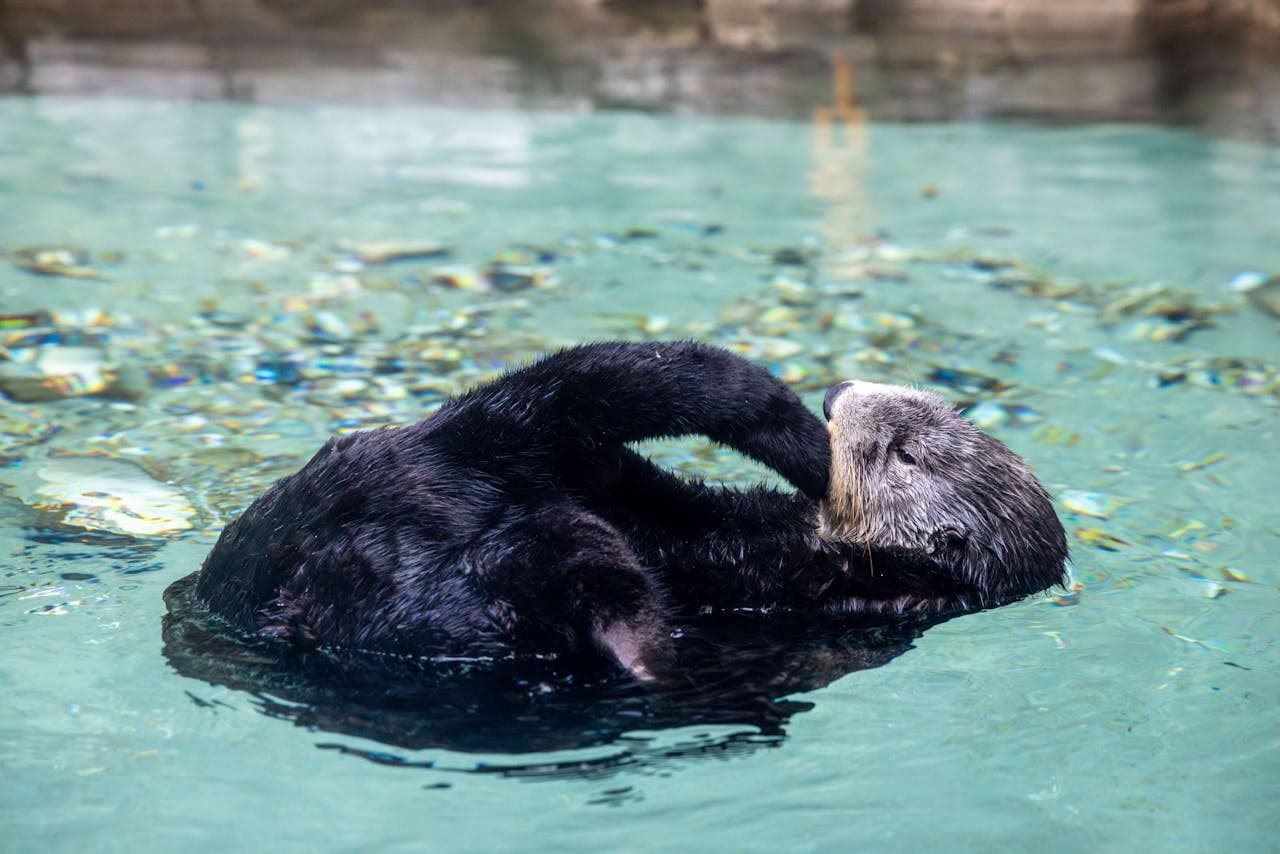 Seattle Aquarium Ticket