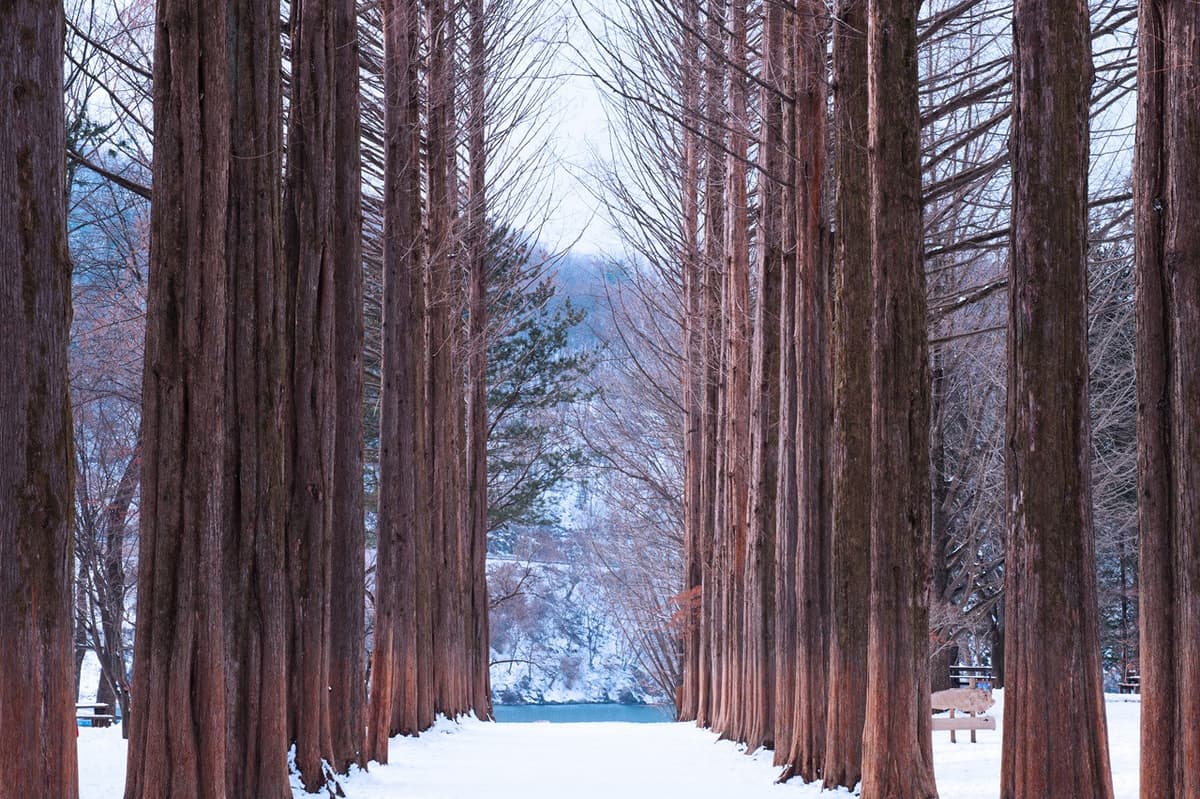 Alpaca World, Nami Island, and Garden of Morning Calm Tour from Seoul