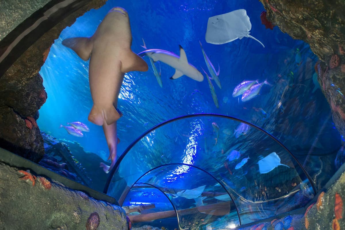 Gardaland SEA LIFE Aquarium Ticket