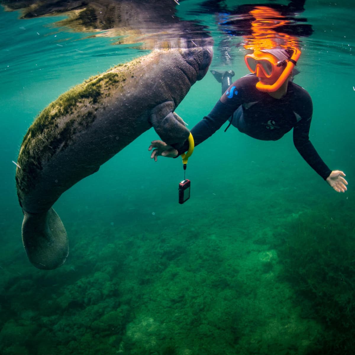 Florida Nature Coast Tour: Crystal River with Manatees Snorkelling, Homosassa State Park