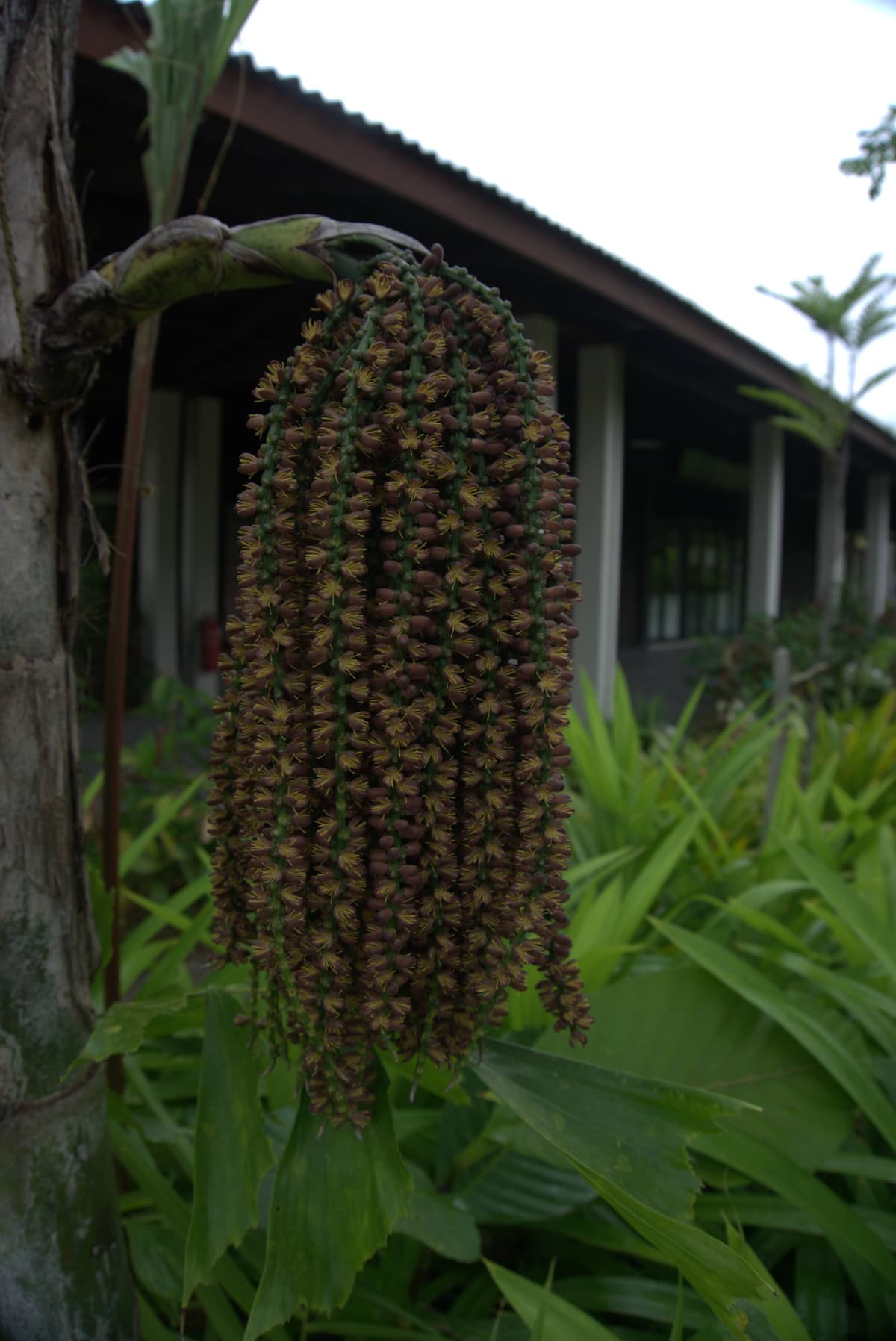 Desaru Riverside Garden Guided Walk