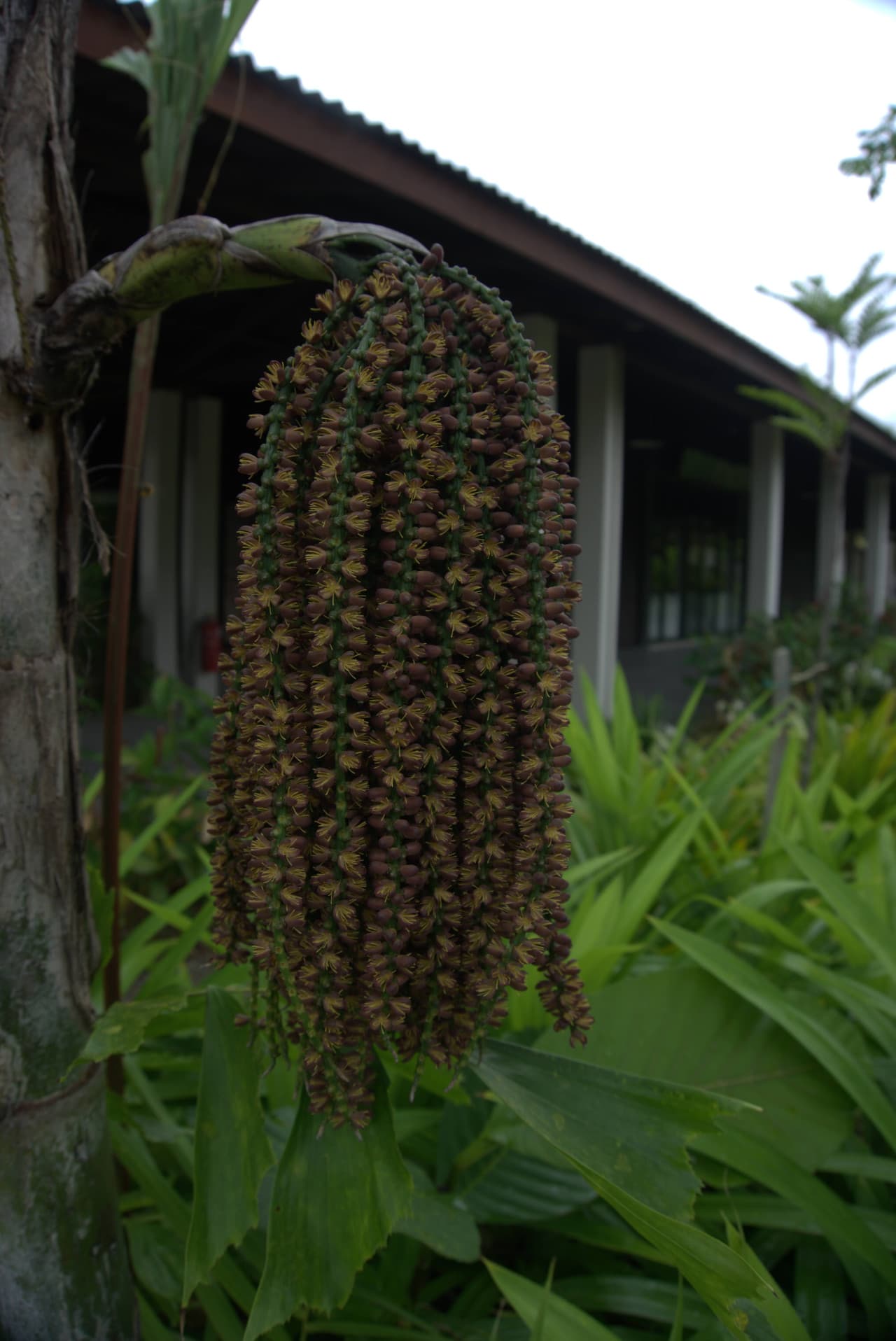 Desaru Riverside Garden Guided Walk