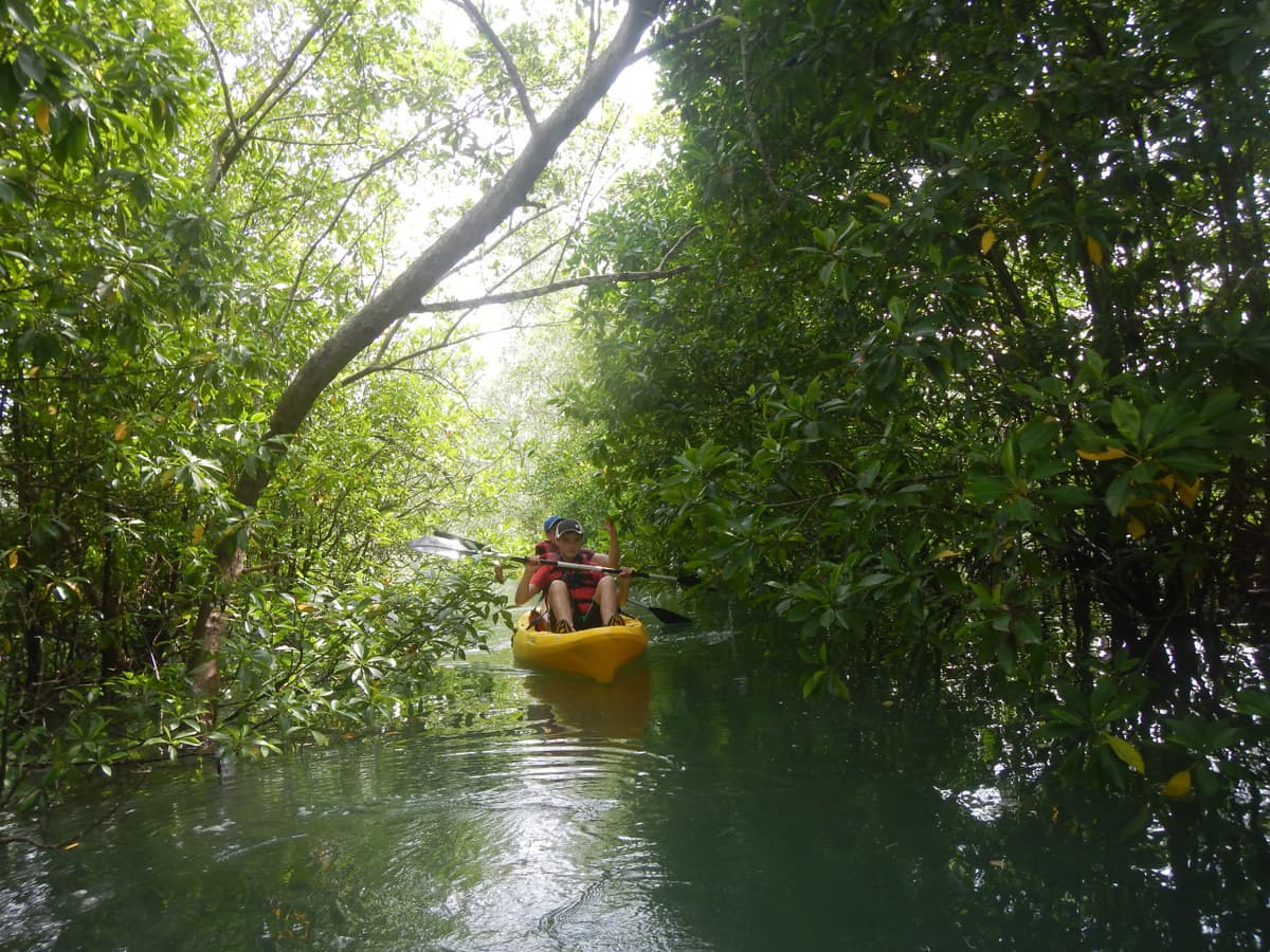 Pulau Ubin Kayaking